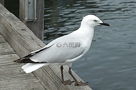 鳥,海鷗,動物