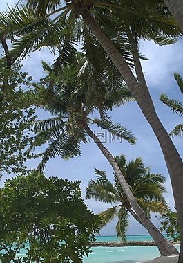 棕櫚樹(shù),馬爾代夫,海灘