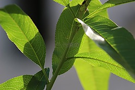 綠色,性質(zhì),宏