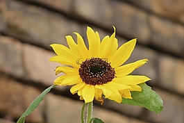 太陽花,開花,黃色