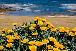 鮮花,黃色,海灘