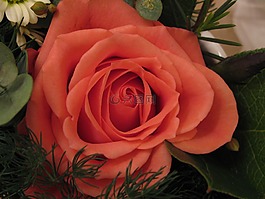 玫瑰,桃紅色,花