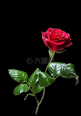 玫瑰,花,開花