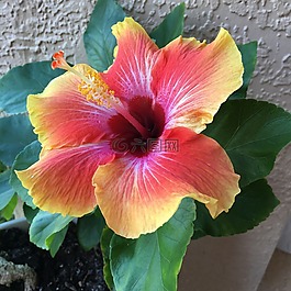 槿,鲜花,夏天