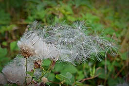 种子,飞行的种子,指出花