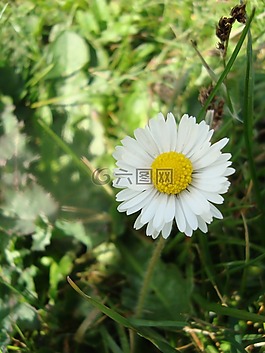 雛菊,鮮花,草地