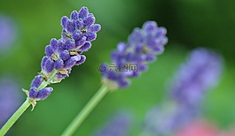 熏衣草,薰衣草开花,开花