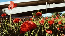 花,紅色,花瓣