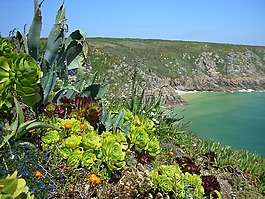 海,巖質(zhì)海岸,鮮花