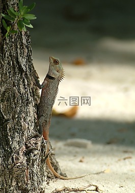 蜥蜴,壁虎,馬爾代夫
