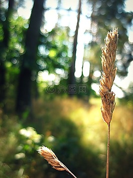穗,草甸,原野