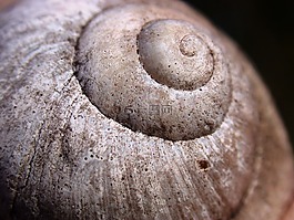 蝸牛,海螺,性質