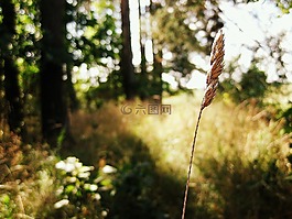 穗,草甸,原野