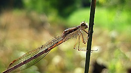 蜻蜓,嫩枝,昆蟲