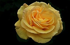 花,玫瑰,黄