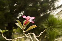 花,東南亞,熱帶花卉