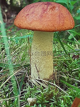 蘑菇,秋季,森林