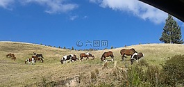 景觀,性質(zhì),馬