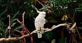 鸚鵡,白,鳥