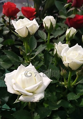 玫瑰,白玫瑰,花