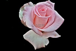 花,玫瑰,粉紅色