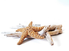 海星,漂流木,装饰