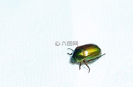 绿色,昆虫,生物
