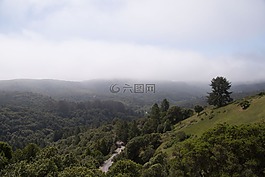 查看,森林,草甸