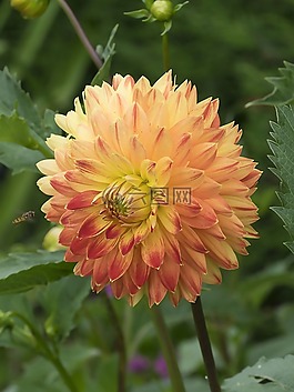 大麗花,鮮花,性質(zhì)
