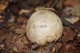 黃馬勃,蘑菇,bovist