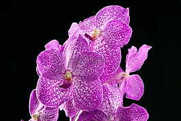 花,性質(zhì),蘭花