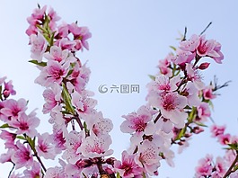 鮮花,開(kāi)花,粉紅色