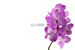 花,性質(zhì),蘭花