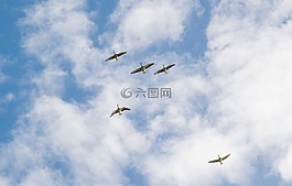 鵝,飛行,云