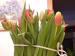 郁金香,鮮花,春天
