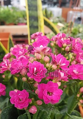 花,自然,植物區(qū)系
