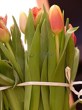 郁金香,鮮花,春天