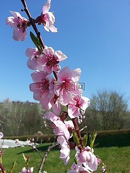 花,開花,性質(zhì)