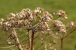 hogweed,厂,性质