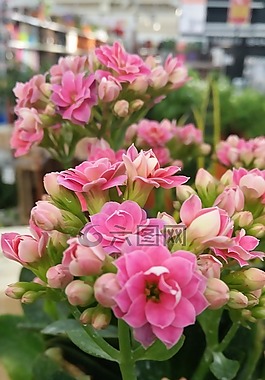 花,自然,花園