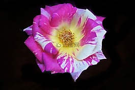 花,粉紅色,玫瑰