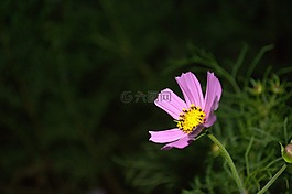 大自然,鮮花,宇宙