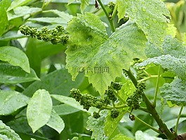 酒,廠,葡萄