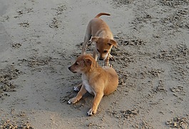 小狗,海灘,沙