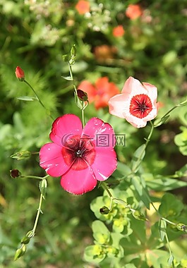 花,花瓣,花園