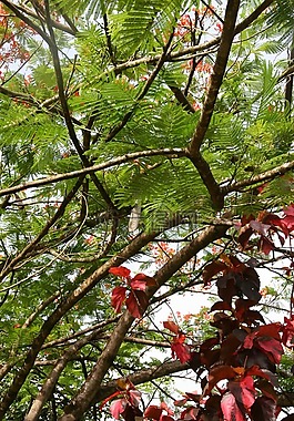 马提尼克岛,植被,开花