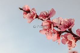 鮮花,開花,粉紅色