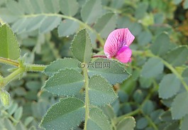 植物區(qū)系,葉,自然