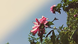 開花,天空,自然
