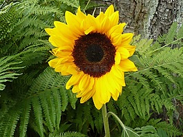 太陽花,花園,黃色
